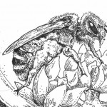 Garden Allies: Solitary Bees