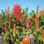 Australian Shrubs