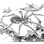 Garden Allies: Wandering and Hunting Spiders