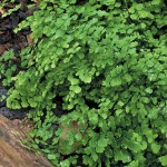 Pacific Plant Promotions: Adiantum xmairisii