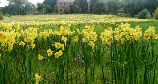 Naturalized 'Golden Dawn' blooming in late March in the field surrounding Filoli. Photo: Lucy Tolmach