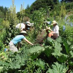 Late Summer in Occidental California