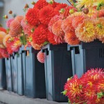Bloom Time for a Cut Flower Farmer