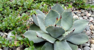 agave parryi JC Ralston Ceanothus gloriosa Pt Reyes