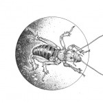 Garden Allies: Soil Macroarthropods