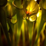 Natural Discourse Symposium: Form & Function