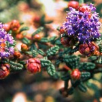 Yerba Buena Nursery is moving