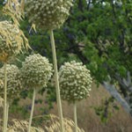 A Trio of Gardens in Languedoc