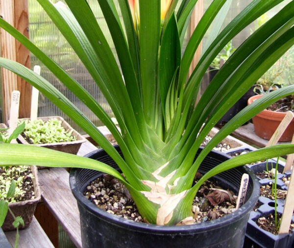 Pacific Horticulture | Cultivating Clivia
