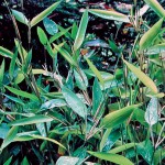 Great Plant Picks 2013