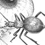 Garden Allies: Predaceous Ground Beetles