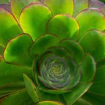 Succulent Landscaping