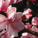 Marvelous Magnolias at the San Francisco Botanical Garden