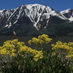 Beneficial Buckwheats