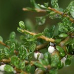 Thick-leaved Mahoe (<i>Melicytus crassifolius</i>)