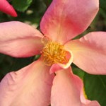 Hedgerows as Habitat