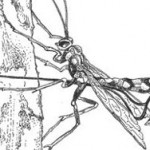 Garden Allies: Ichneumonid Wasps