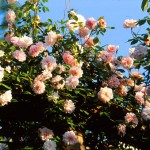 California’s Oldest Surviving Roses