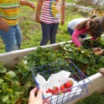 Children Need Gardens