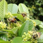 Pollinators: An Information and Action Guide for West Coast Gardeners