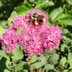 Pollinator Projects for Citizen Scientists