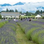 Lavender Farm Faire