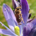 Planting for Pollinators