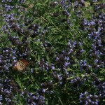 Salvia Summit II – Following Up