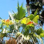 Rare Plants on the Auction Block at Lotusland