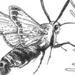 Garden Allies: Moths