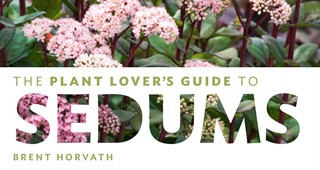 The Plant Lover’s Guide to Sedums