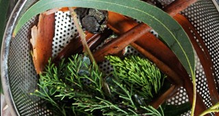 Harvesting Color from the Garden