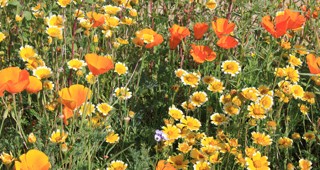 Planting Wildflowers