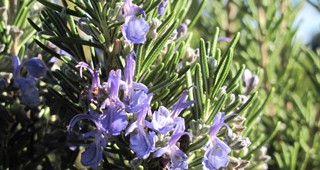 A Garden that Never Sleeps