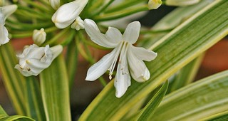 A Plantsman’s Legacy