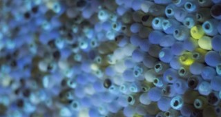 Natural Discourse: Flora & Fauna