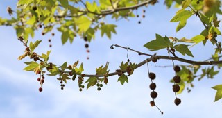Caring for the Canopy