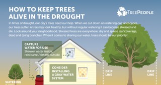 How to Keep Trees Alive in the Drought
