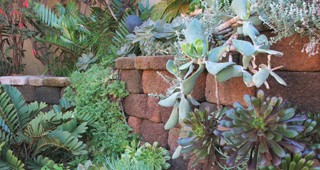 Aloes, Wine, & Cheese