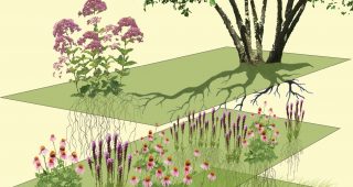 Designing Plant Communities