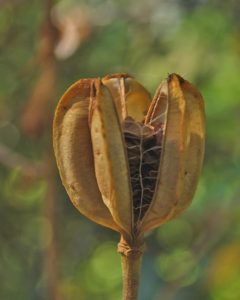 A ripe seedpod on a Humboldt lily (Lilium humboldtii) splits to reveal its cache of seed. Photo: John Whittlesey