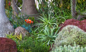 Pacific Horticulture A Photographer Looks at San Diego Botanic Garden