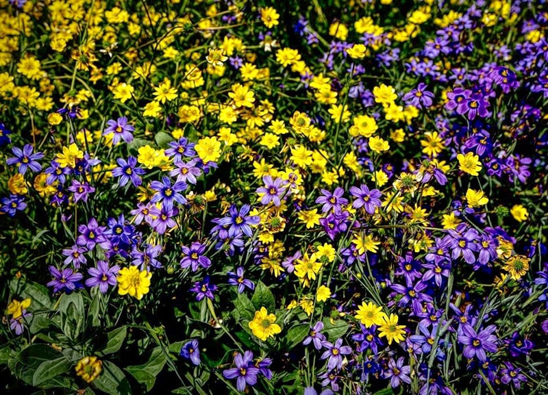 Our Favorite Early Spring Flowers — Seattle's Favorite Garden