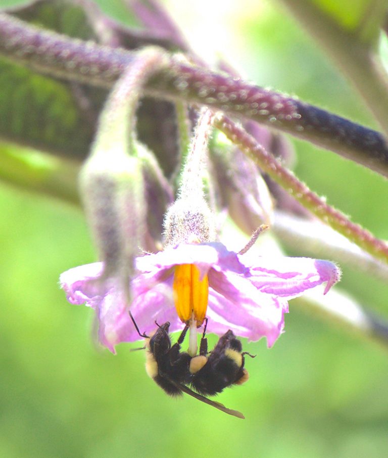 Pacific Horticulture The Buzz on Bee Gardening—supporting critical