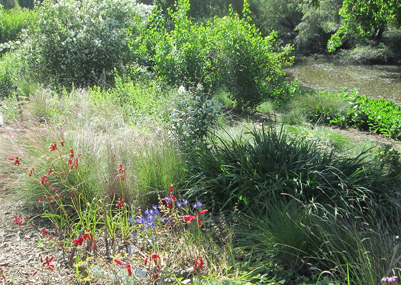 Pacific Horticulture  The Native Plant Garden in Early Spring