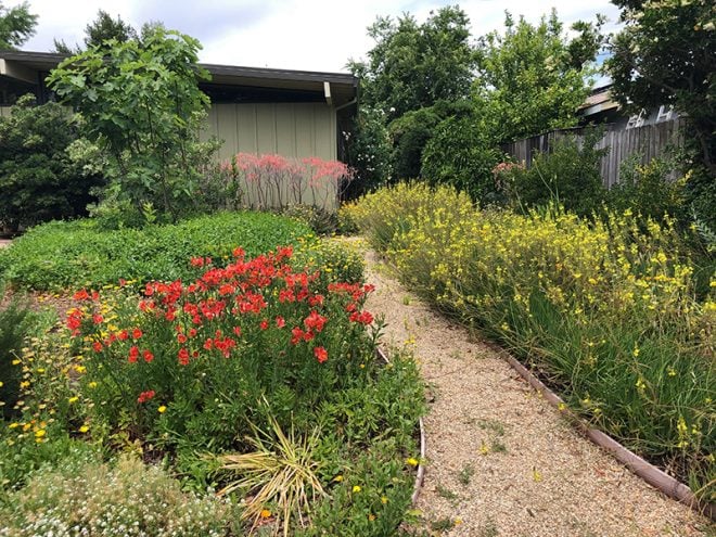 ECOVIEWS: Tumbleweed: A botanical success story