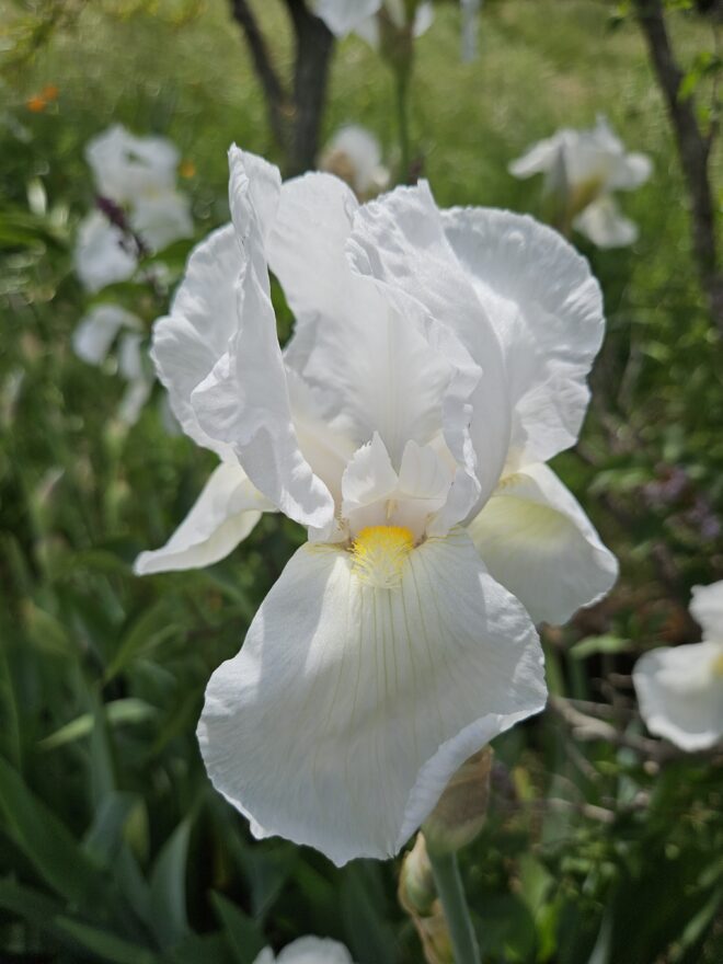 Iris 'Purissima' (TB) at Filoli in Woodside, CA