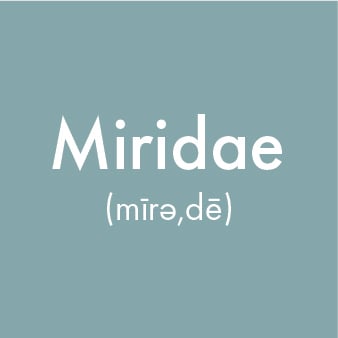 221011_Miridae Square Logo-02