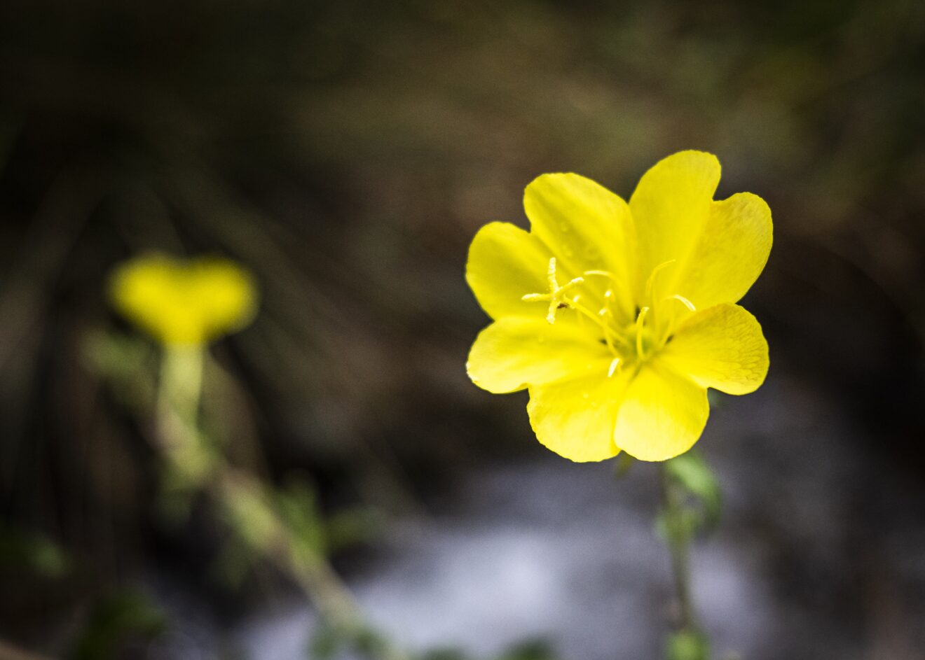 Pacific Horticulture Do Plants Sleep? Botany By Moonlight