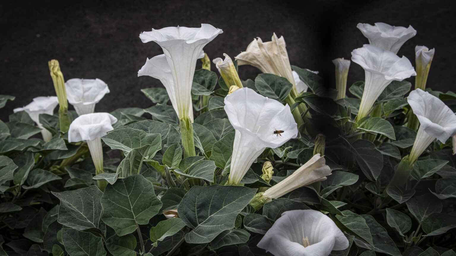 Pacific Horticulture Do Plants Sleep? Botany By Moonlight